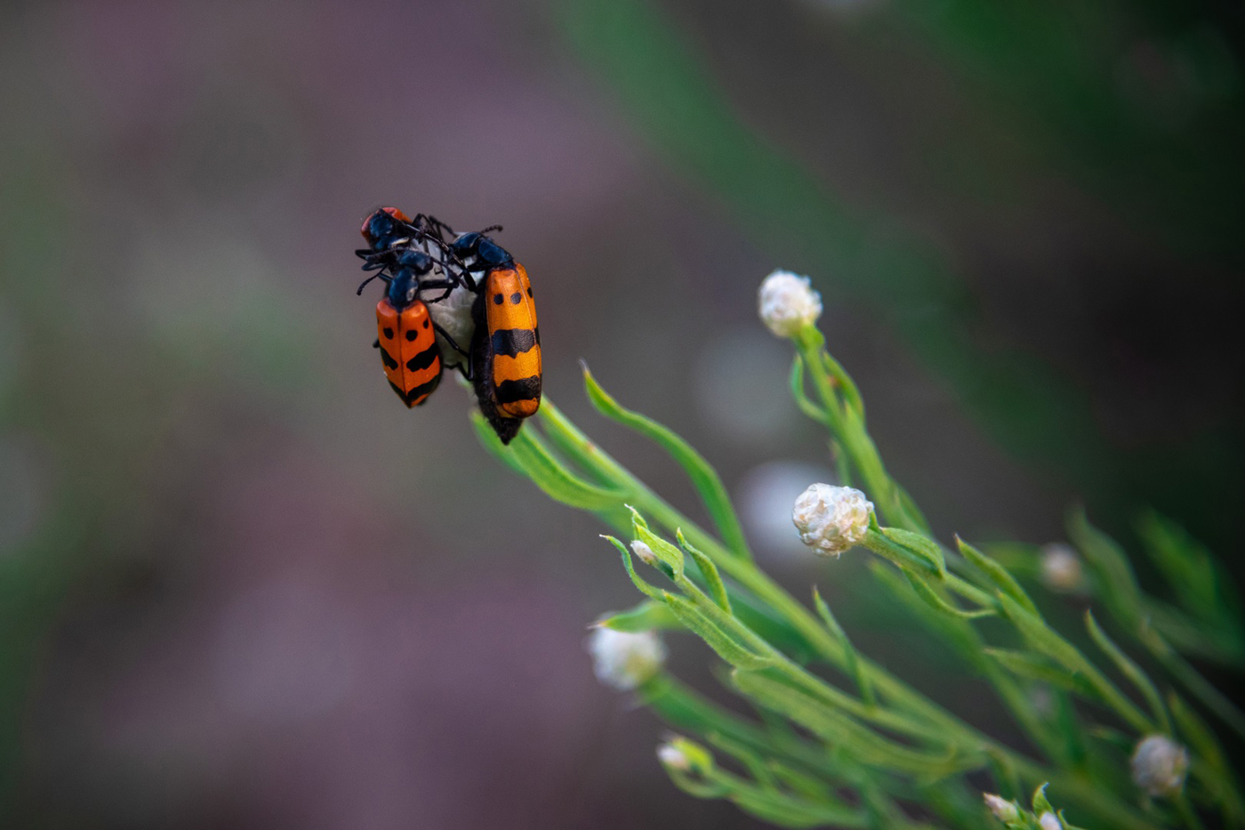 The ladybugs
